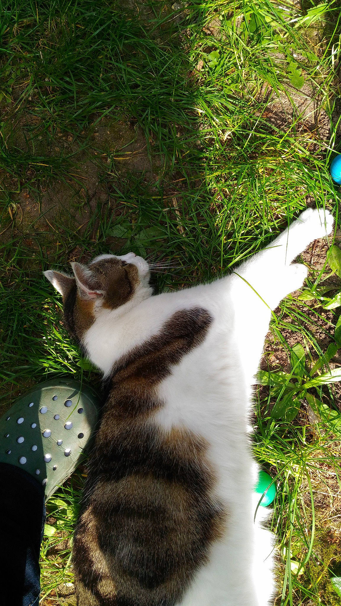 Bicounet participe au concours pour gagner de l'argent avec cette photo : canidae, carnivore, cat, collar, companion_dog, dog_breed, domestic_short_haired_cat, felidae, fur, grass, groundcover, paw, plant, small_to_medium_sized_cats, snout, sporting_group, tail, terrestrial_animal, tree, whiskers