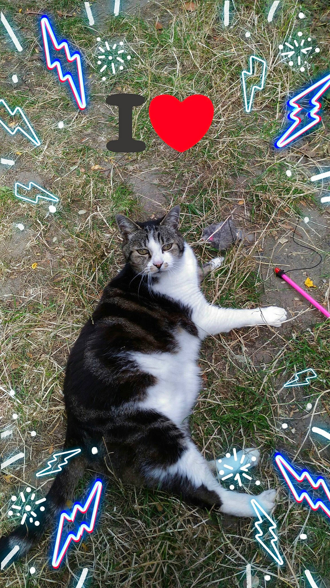 Bicounet a rejoint le concours — aidez-le/la à gagner de superbes lots ! art, blue, carnivore, cat, domestic_short_haired_cat, felidae, font, fur, grass, groundcover, lawn, paw, photo_caption, plant, small_to_medium_sized_cats, spring, tail, terrestrial_animal, whiskers