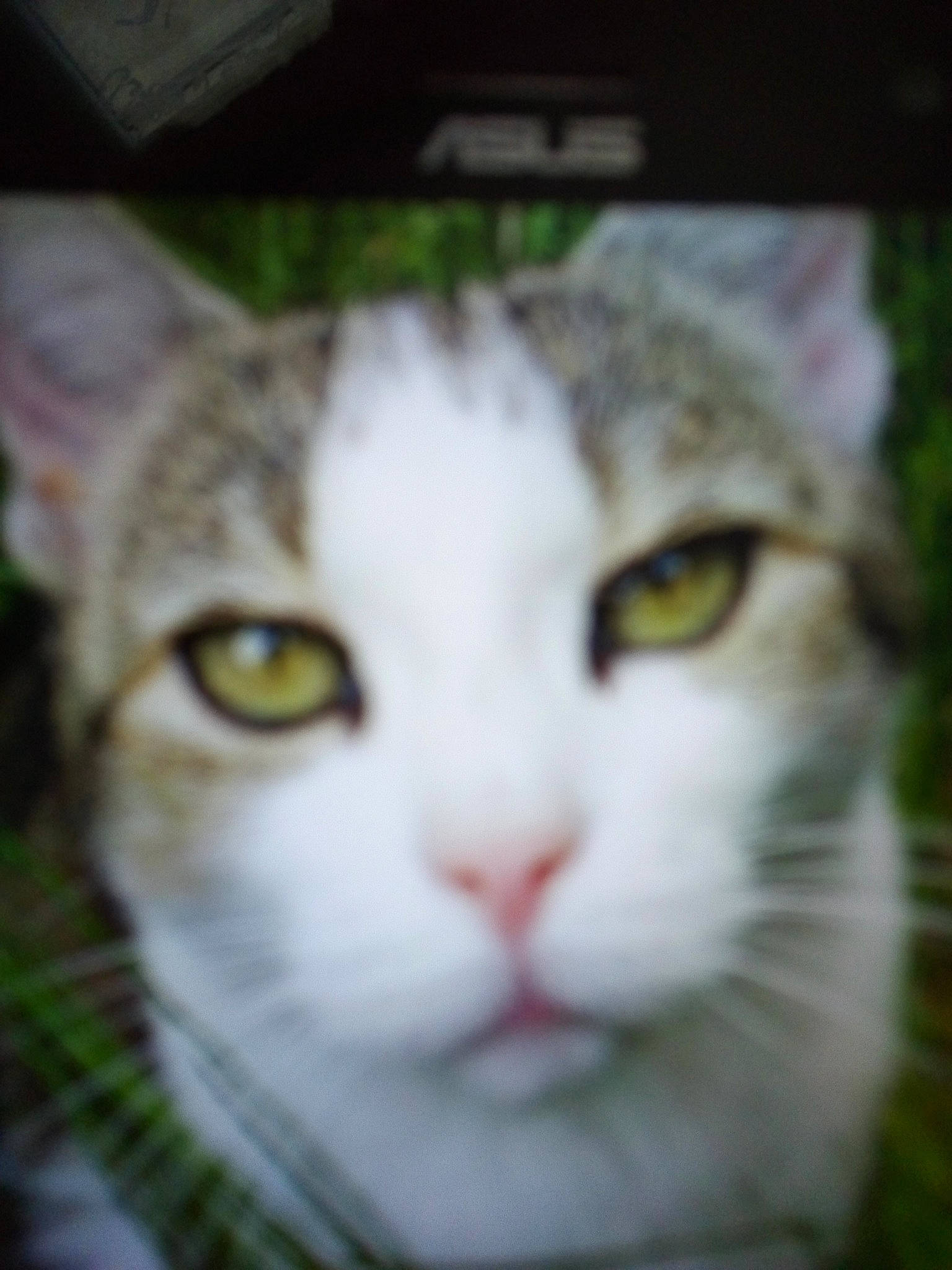 Caline participe au concours pour gagner de l'argent avec cette photo : carnivore, cat, domestic_short_haired_cat, felidae, fur, grass, small_to_medium_sized_cats, snout, tree, whiskers