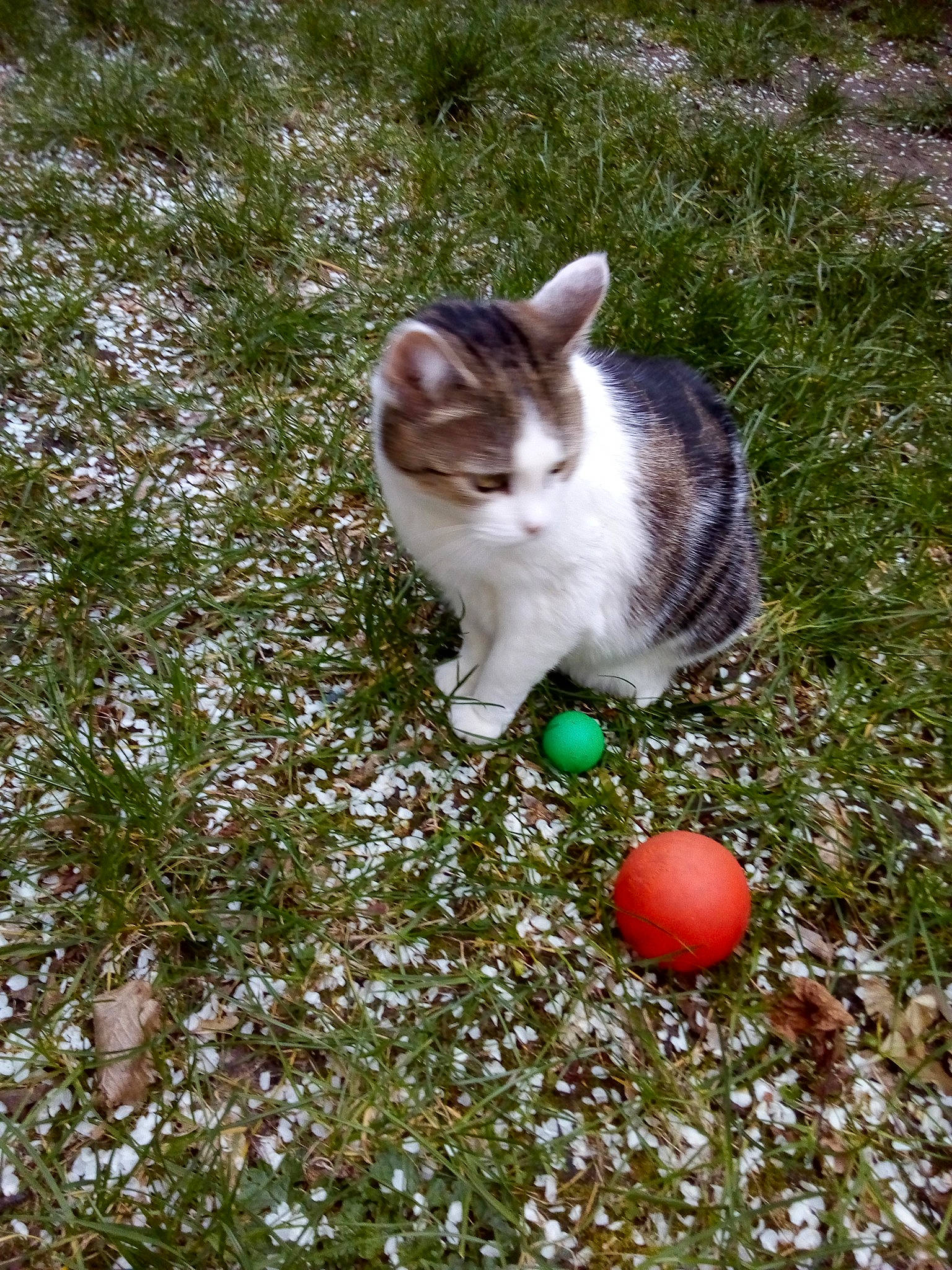 Caline a rejoint le concours — aidez-le/la à gagner de superbes lots ! apple, ball, carnivore, cat, citrus, domestic_short_haired_cat, felidae, food, fruit, grass, lawn, orange, plant, produce, small_to_medium_sized_cats, sports_equipment, tail, tree, valencia_orange, whiskers