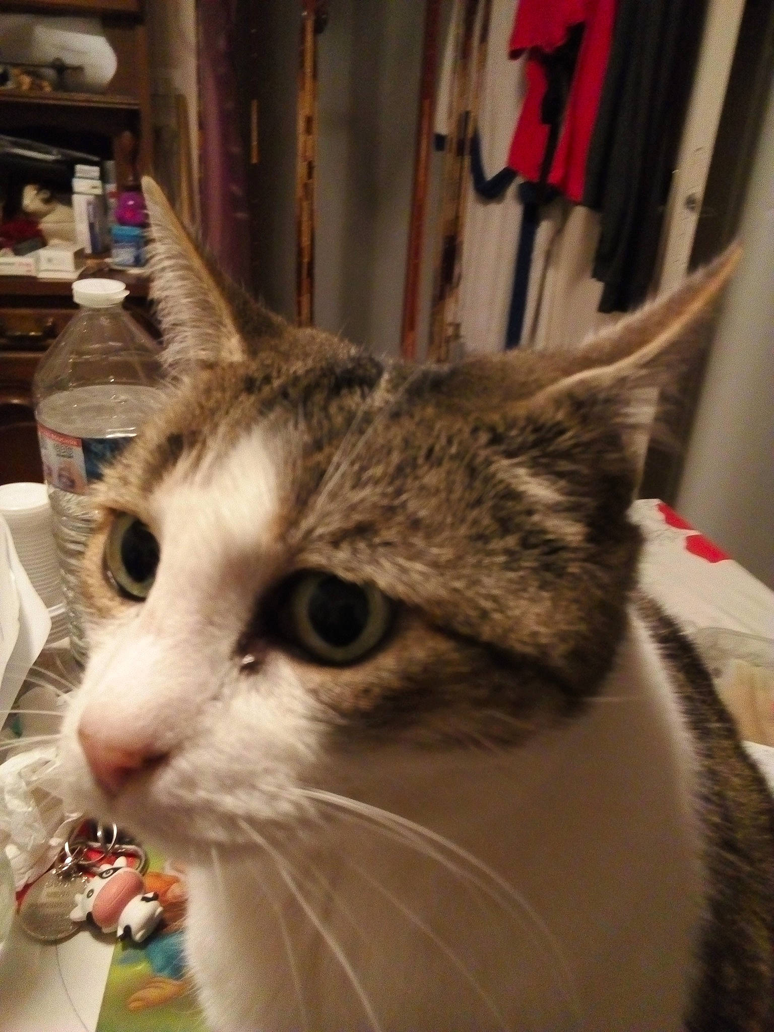 Caline a rejoint le concours — aidez-le/la à gagner de superbes lots ! carnivore, cat, collar, domestic_short_haired_cat, felidae, fur, paw, pet_supply, small_to_medium_sized_cats, snout, whiskers, window