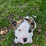 Thor joined the competition — help win amazing prizes! puppy, dog, animal, grass, outdoor, portrait, sitting, white_and_brown, short_hair, blue_eyes, black_nose, floppy_ears, cute, young, pet, ground, leaves, nature, close_up, adorable
