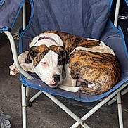Thor is registered to the contest to win money with this photo: dog, brindle, white_and_brown, sleeping, lying_down, curled_up, camping_chair, outdoor, pet, collar, relaxed, tired, portrait, animal, chair, fabric, pavement, tail, floppy_ears, close_up