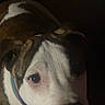 Thor joined the competition — help win amazing prizes! dog, canine, pet, portrait, close_up, face, eye, nose, collar, brown_and_white, short_hair, indoors, dark, low_light, blurry, soft_focus, looking_at_camera, animal, companion, cozy