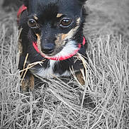 Anis participe au concours pour gagner de l'argent avec cette photo : dog, small_dog, chihuahua, black_dog, red_collar, grass, dry_grass, outdoor, pet, animal, cute, portrait, alert, ears, fur, nature, close_up, sitting, looking_down, background_blur