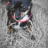 dog, small_dog, chihuahua, black_dog, red_collar, grass, dry_grass, outdoor, pet, animal, cute, portrait, alert, ears, fur, nature, close_up, sitting, looking_down, background_blur