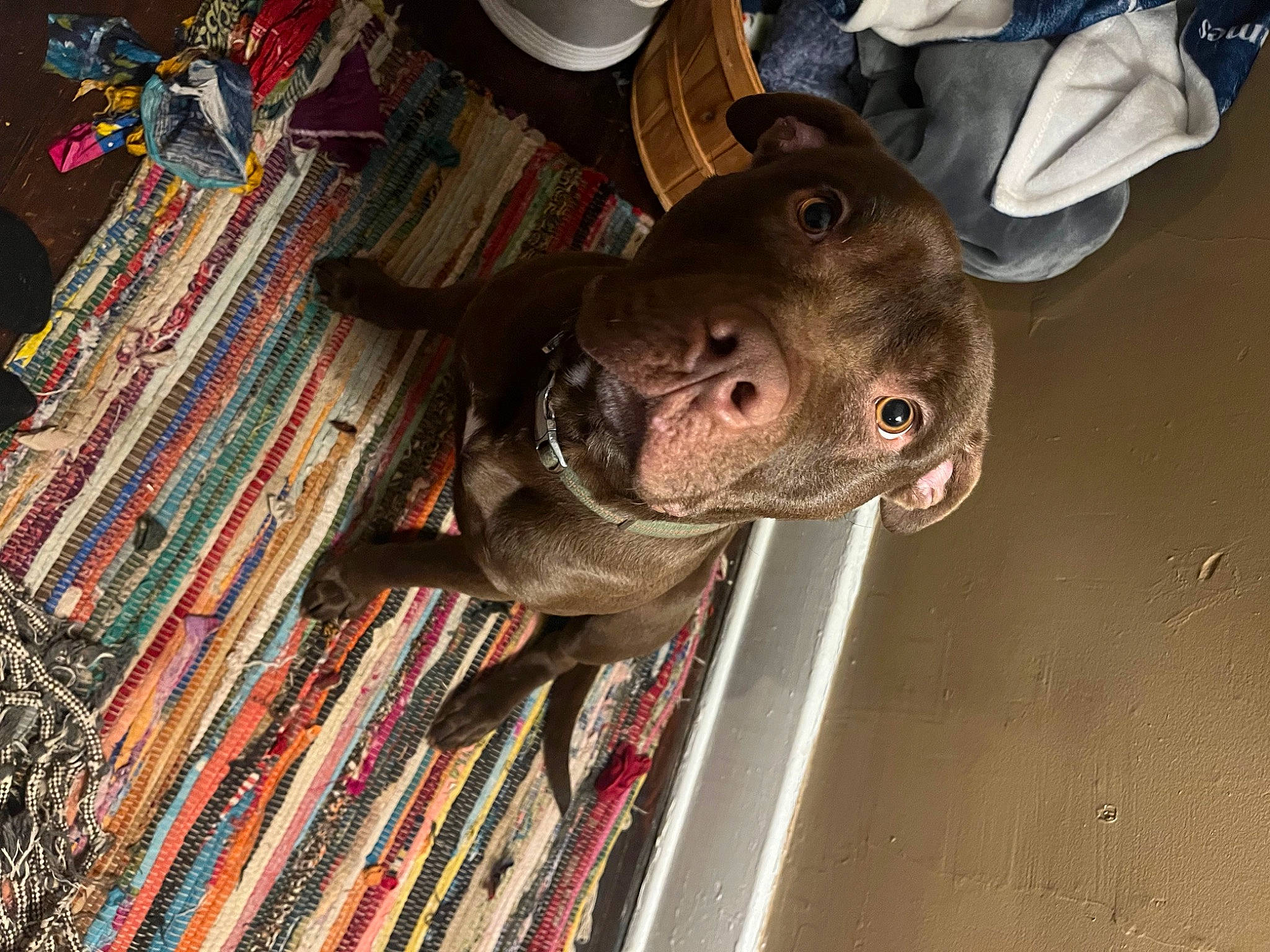 Prince joined the competition — help win amazing prizes! canidae, carnivore, dog, dog_breed, fawn, fur, hat, liver, non_sporting_group, pet_supply, snout, sporting_group, wood, working_animal