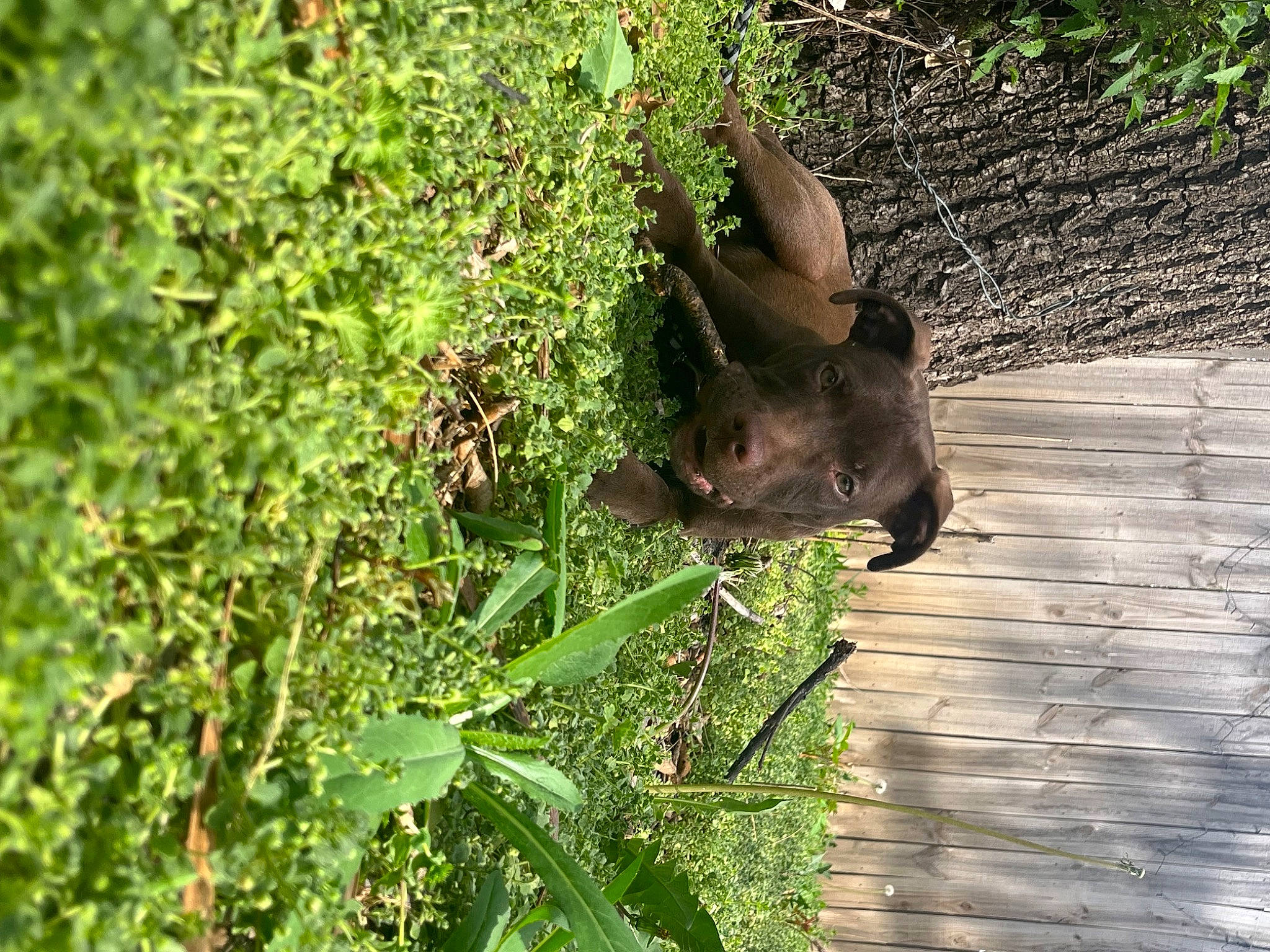 Prince joined the competition — help win amazing prizes! bat, canidae, dog, dog_breed, fawn, grass, groundcover, jungle, liver, plant, soil, sporting_group, tail, terrestrial_animal, terrestrial_plant, wildlife, wood, working_animal