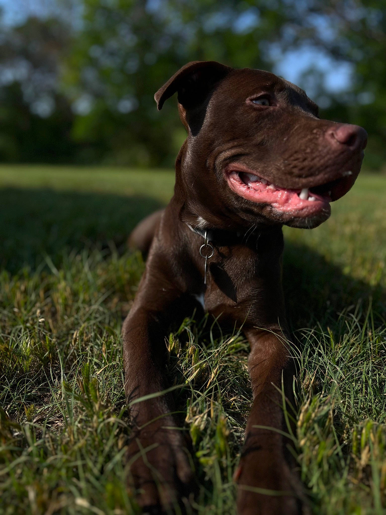 Prince joined the competition — help win amazing prizes! borador, carnivore, collar, companion_dog, dog, dog_breed, dog_collar, fawn, grass, grassland, gun_dog, liver, plant, pointing_breed, snout, sporting_group, terrestrial_animal, tree, whiskers, working_animal