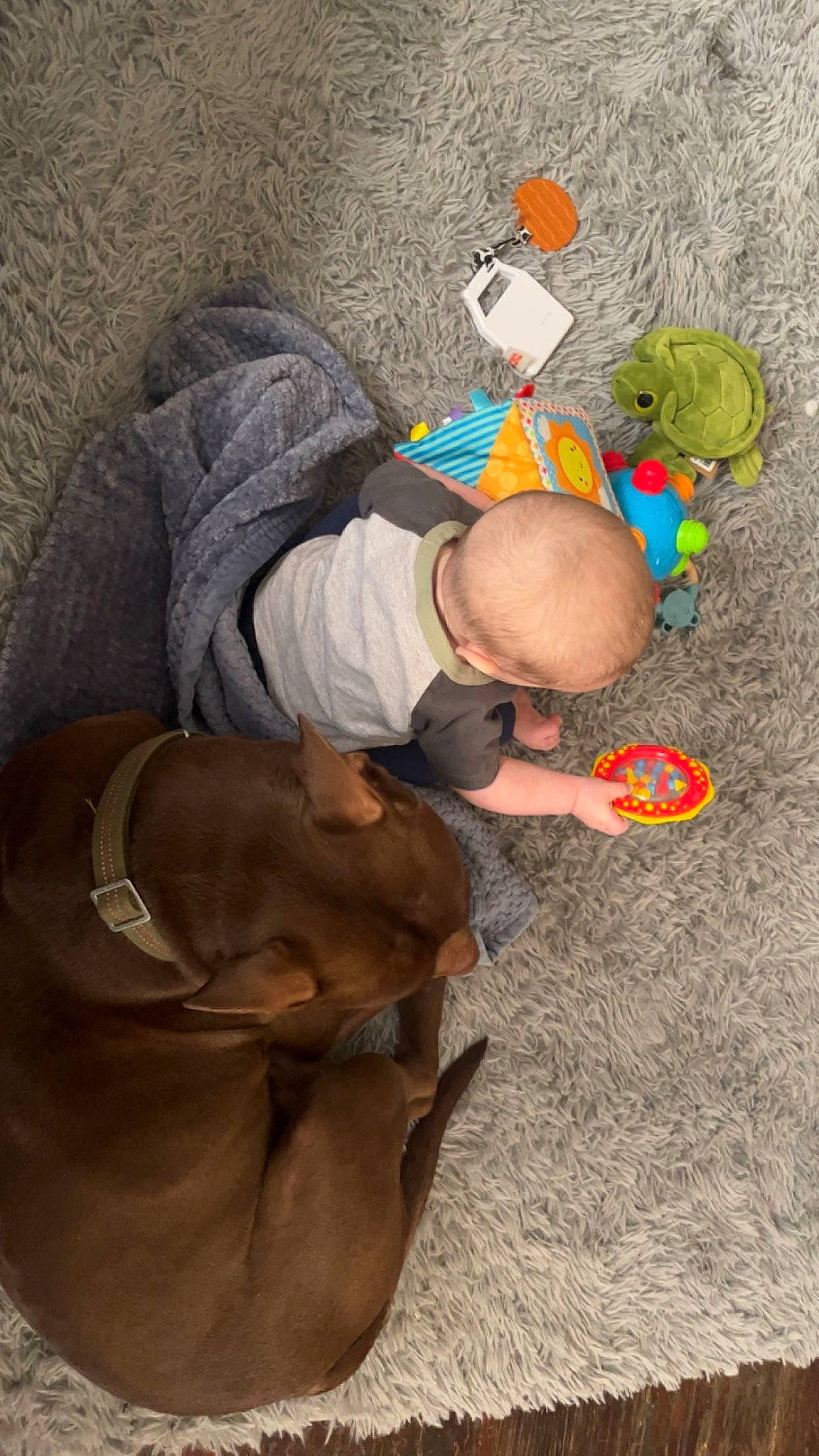 Prince is registered to the contest to win money with this photo: adventure, art, child, comfort, companion_dog, fawn, flooring, fun, hat, linens, recreation, sitting, stuffed_toy, sun_hat, t_shirt, toy, tree, visual_arts, wood, working_animal