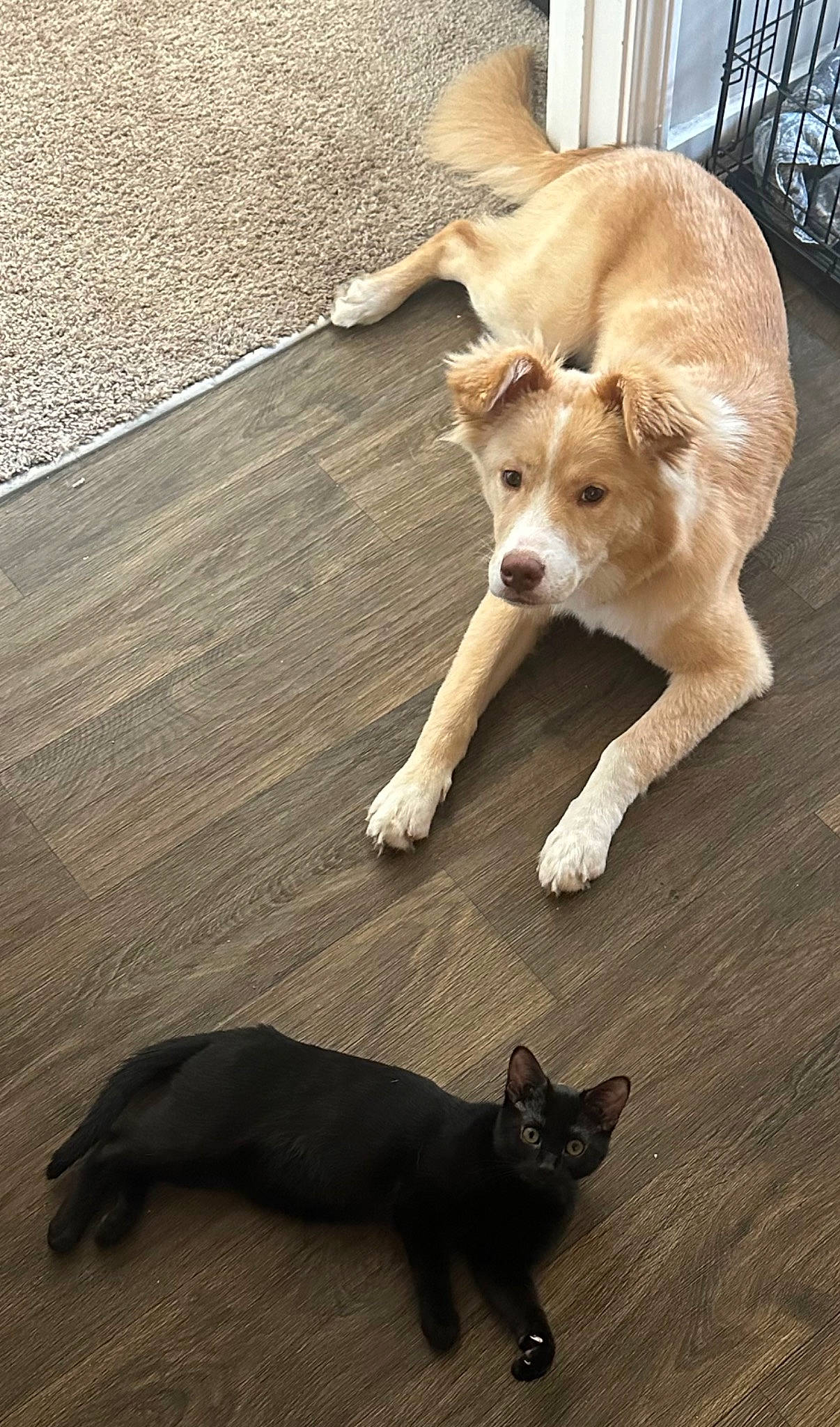 Kylo joined the competition — help win amazing prizes! carnivore, cat, companion_dog, dog, dog_breed, domestic_short_haired_cat, fawn, felidae, floor, flooring, hardwood, mammal, paw, small_to_medium_sized_cats, sporting_group, street_dog, tail, vertebrate, wood, working_animal