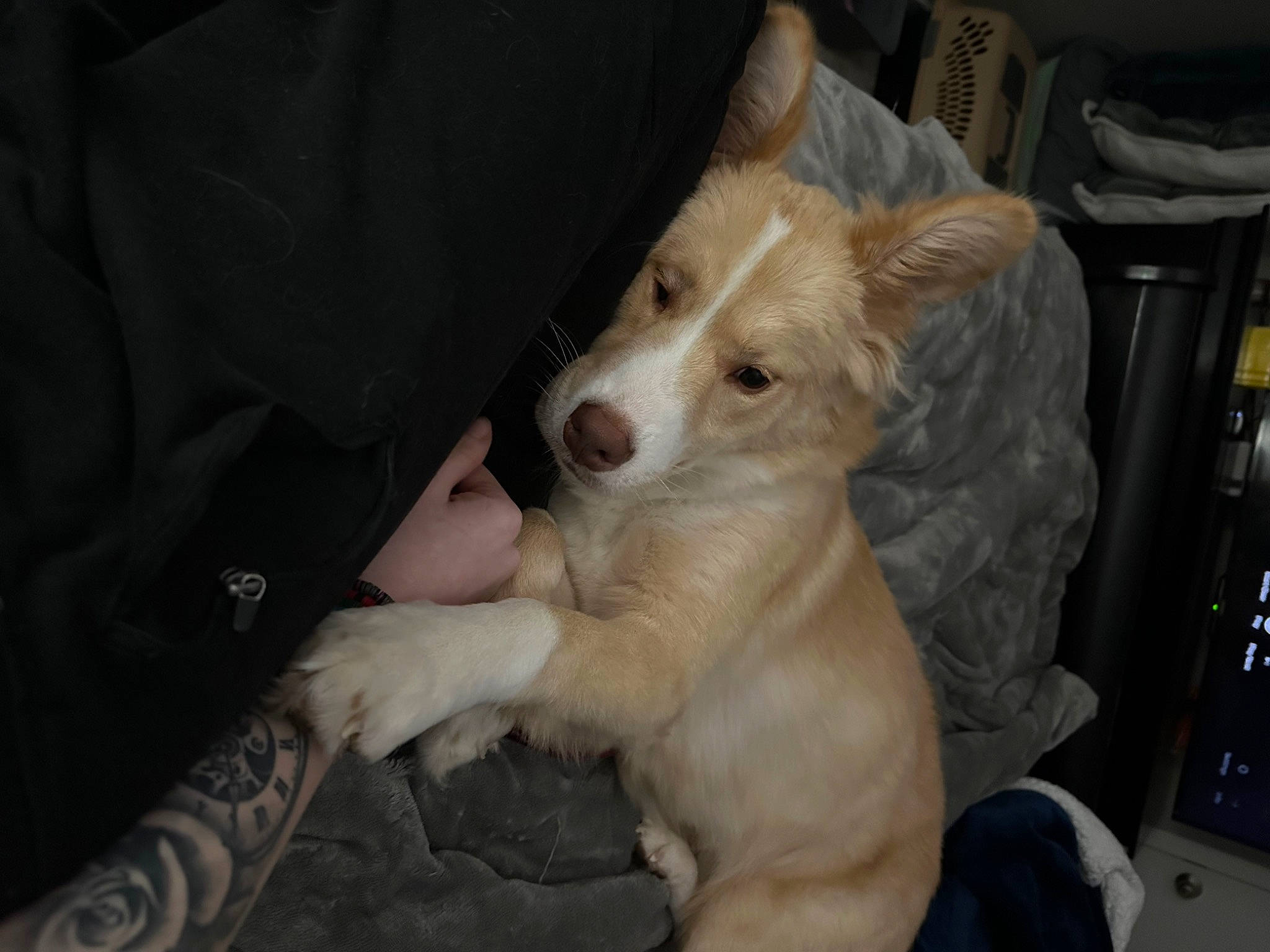 Kylo joined the competition — help win amazing prizes! canidae, carnivore, comfort, companion_dog, dog, dog_breed, fawn, felidae, fur, paw, sighthound, snout, sporting_group, street_dog, terrestrial_animal, whiskers, working_animal