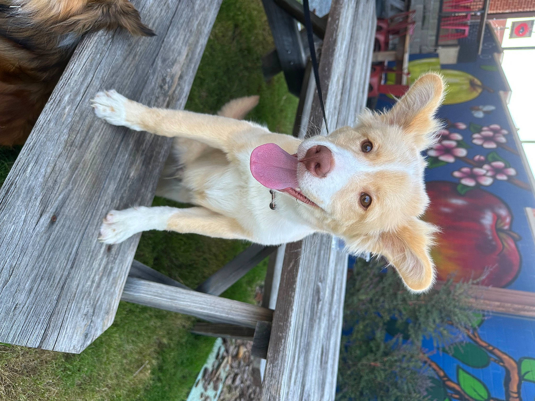 Kylo is registered to the contest to win money with this photo: canidae, carnivore, collar, companion_dog, dog, dog_breed, dog_supply, fawn, fur, grass, plant, pole, sporting_group, tail, tree, wood, working_animal