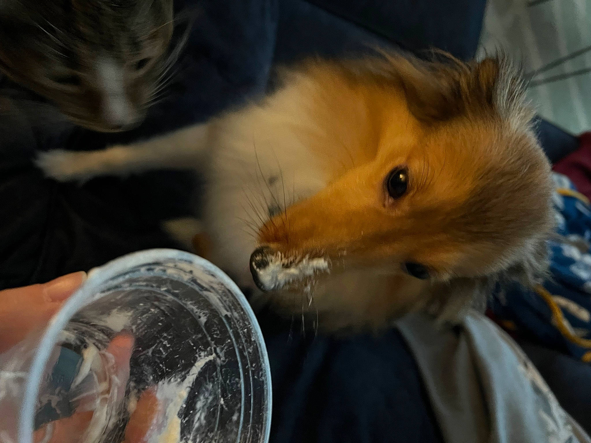 Duke joined the competition — help win amazing prizes! carnivore, cat, circle, companion_dog, dog_breed, eyelash, fawn, felidae, fur, gesture, liquid_bubble, rodent, small_to_medium_sized_cats, spitz, toy, toy_dog, whiskers