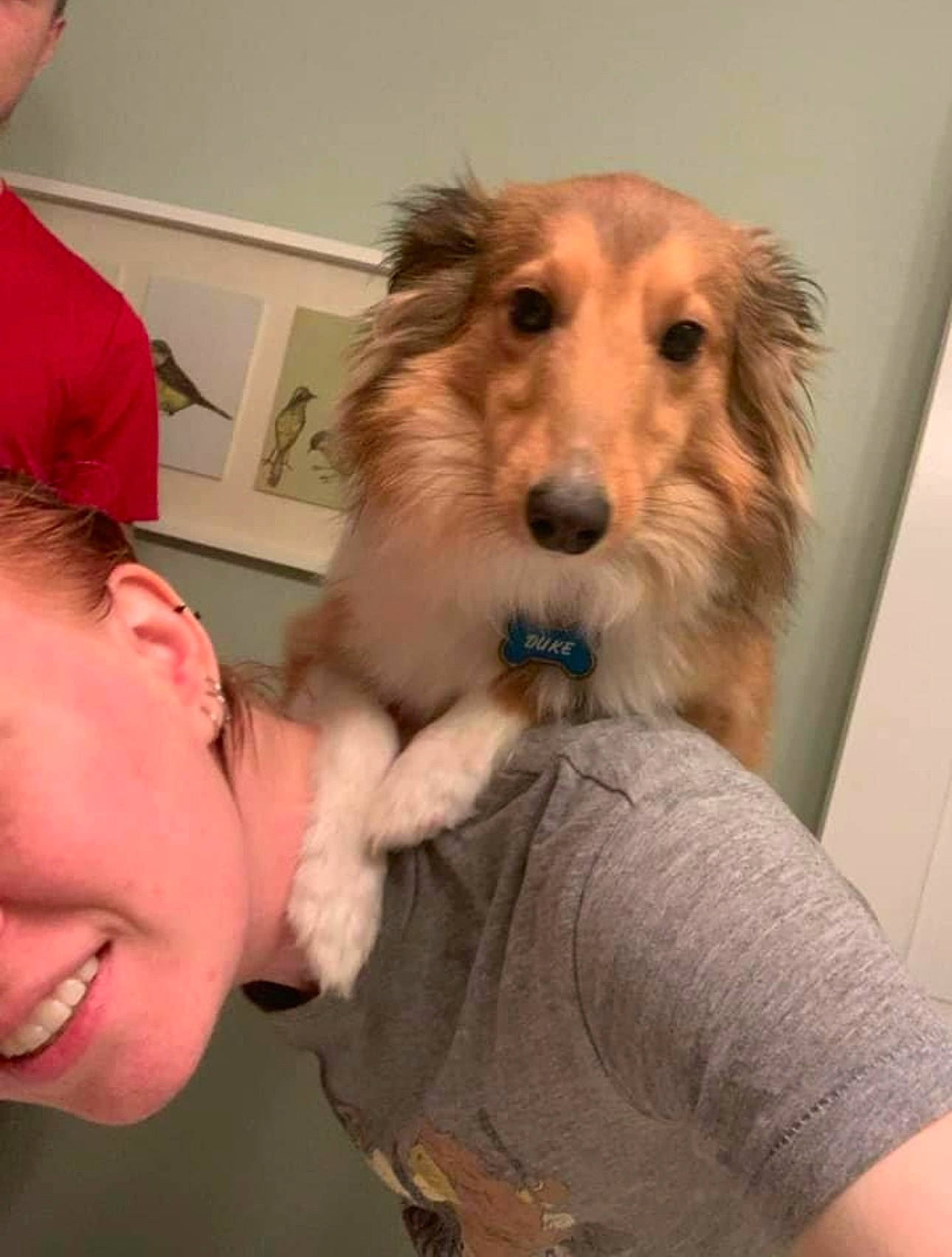 Duke joined the competition — help win amazing prizes! carnivore, companion_dog, dog, dog_breed, ear, eyewear, fawn, flooring, fur, gesture, happy, throat, working_animal