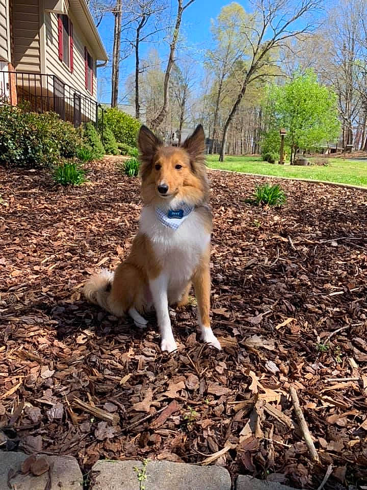 Duke is registered to the contest to win money with this photo: carnivore, collar, companion_dog, dog, dog_breed, fawn, grass, landscape, plant, sky, snout, soil, sporting_group, street_dog, tail, terrestrial_animal, tree, wildlife, window, working_animal