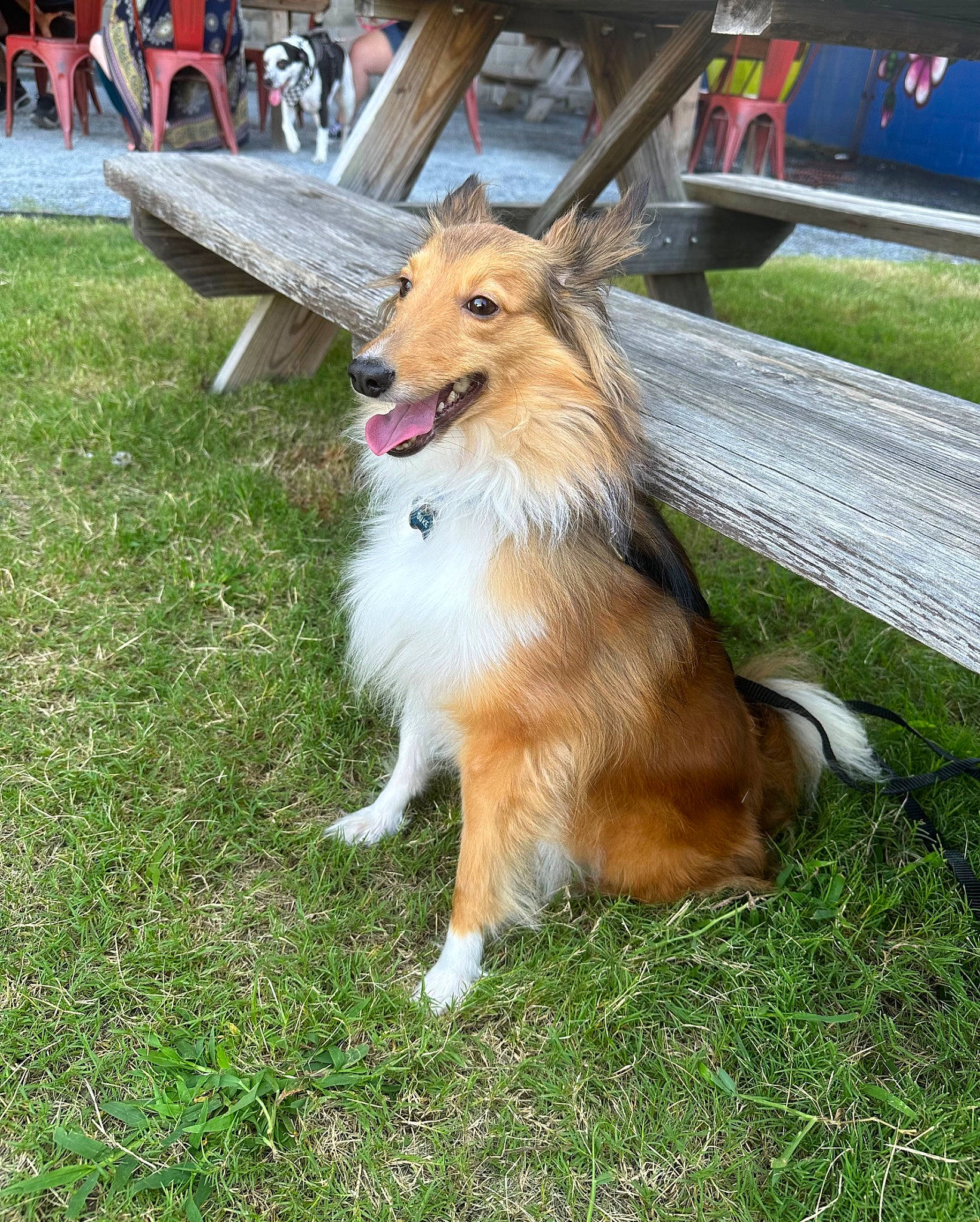 Duke joined the competition — help win amazing prizes! canidae, carnivore, chair, collar, collie, companion_dog, dog, dog_breed, dog_supply, fawn, fur, grass, herding_dog, pet_supply, rough_collie, scotch_collie, shetland_sheepdog, sporting_group, tail, whiskers