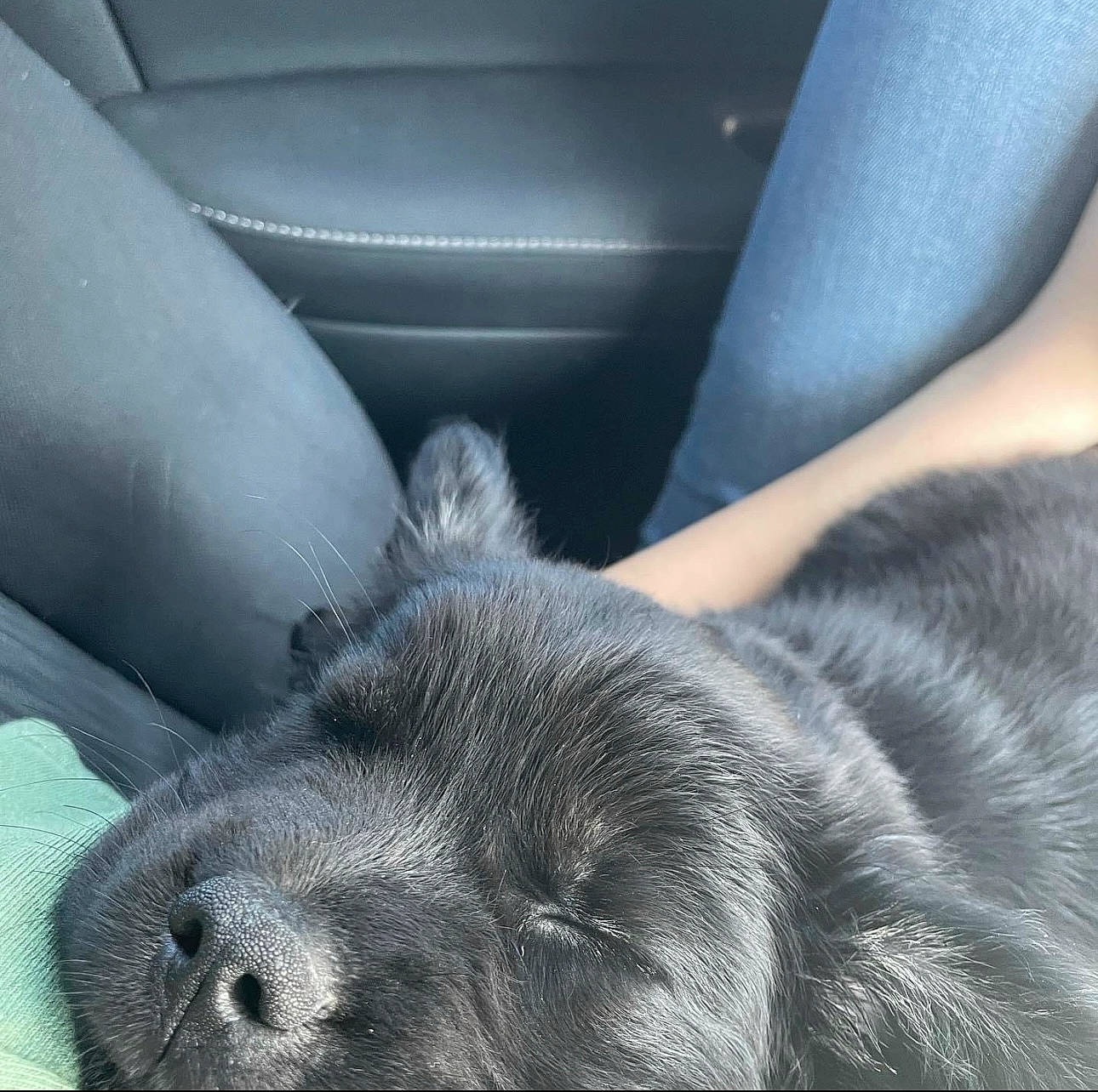 Dexter is registered to the contest to win money with this photo: auto_part, automotive_exterior, automotive_tire, car_seat, comfort, dog_breed, family_car, felidae, fur, head_restraint, human_leg, paw, personal_luxury_car, primate, steering_wheel, terrestrial_animal, vehicle_door, whiskers, window, windshield