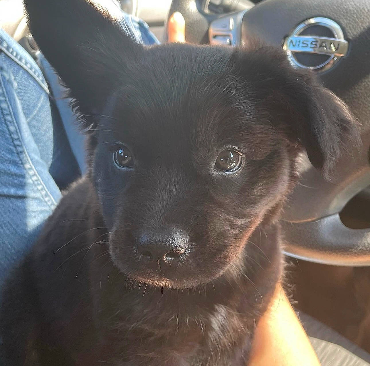 Dexter is registered to the contest to win money with this photo: borador, canidae, carnivore, collar, companion_dog, dog, dog_breed, ear, fawn, fur, liver, non_sporting_group, snout, sporting_group, toy_dog, whiskers, working_animal