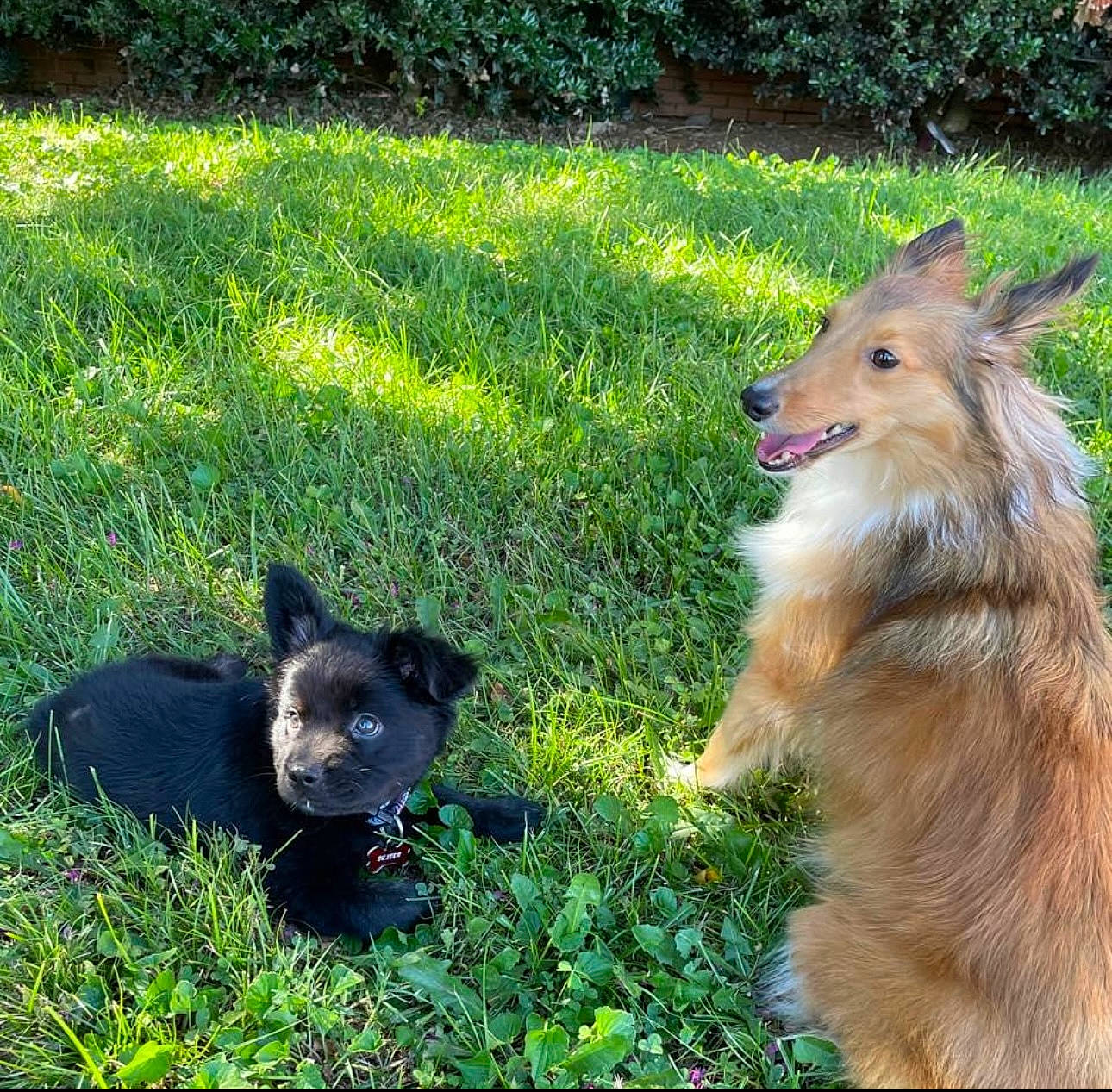 Dexter is registered to the contest to win money with this photo: canidae, carnivore, companion_dog, dog, dog_breed, fawn, fur, german_spitz_mittel, grass, grassland, groundcover, herding_dog, liver, plant, snout, sporting_group, tail, terrestrial_animal, working_animal, working_dog