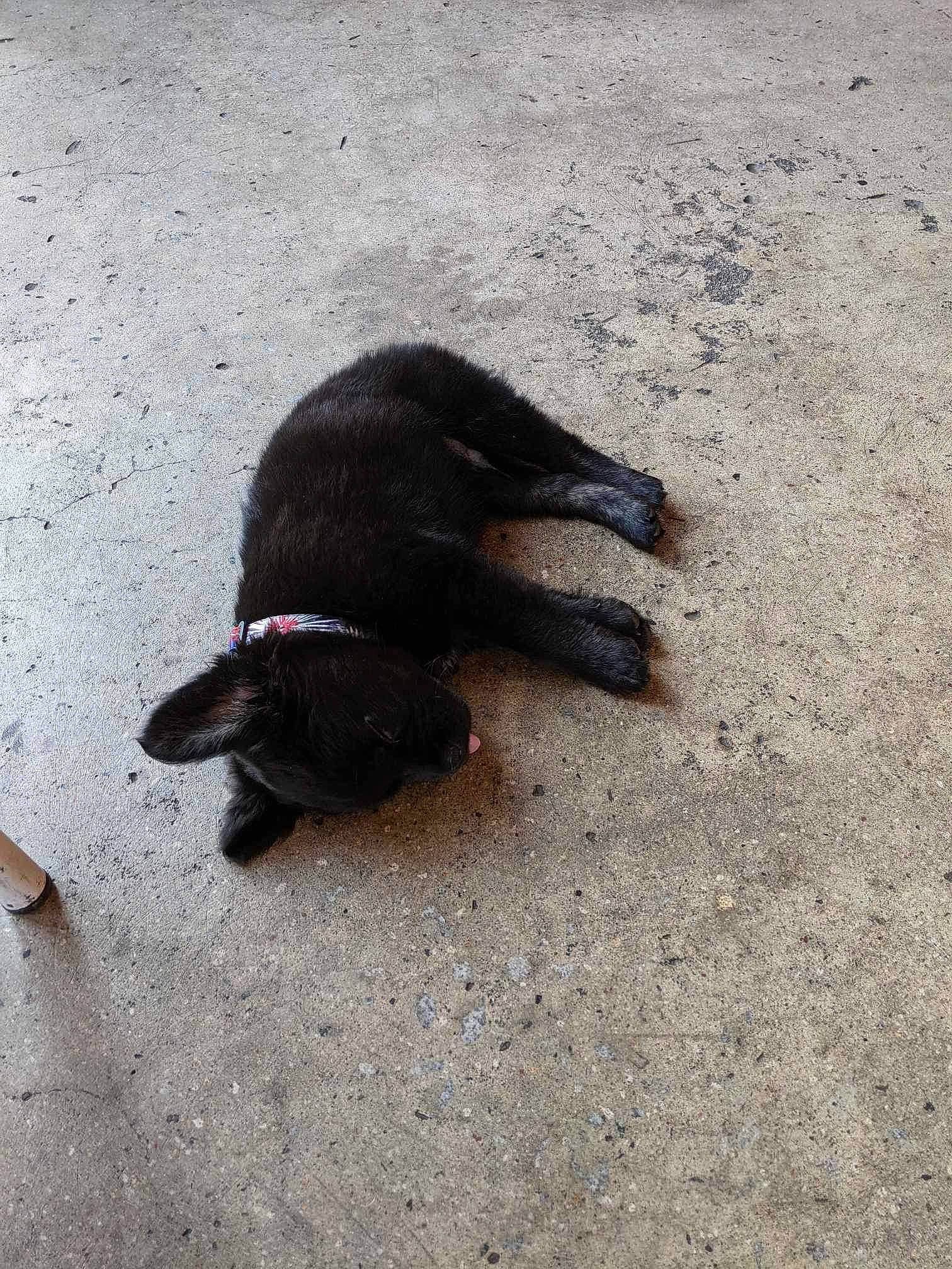 Dexter is registered to the contest to win money with this photo: asphalt, canidae, carnivore, claw, dog_breed, foot, fur, natural_material, paw, road_surface, sand, shadow, soil, sporting_group, tail, terrestrial_animal