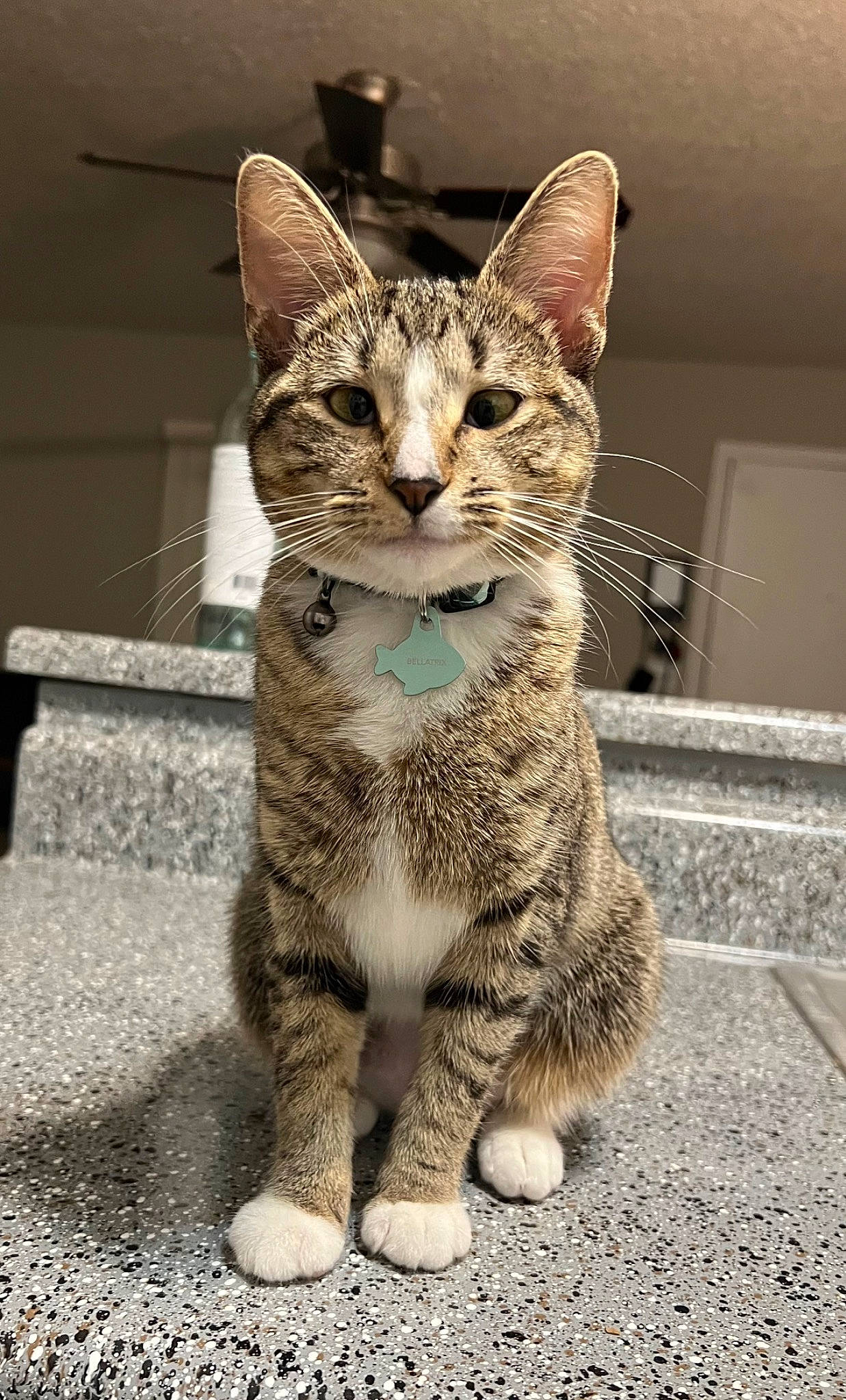 Bellatrix joined the competition — help win amazing prizes! carnivore, cat, claw, domestic_short_haired_cat, eye, felidae, foot, fur, paw, sitting, small_to_medium_sized_cats, snout, tail, terrestrial_animal, whiskers, wildlife