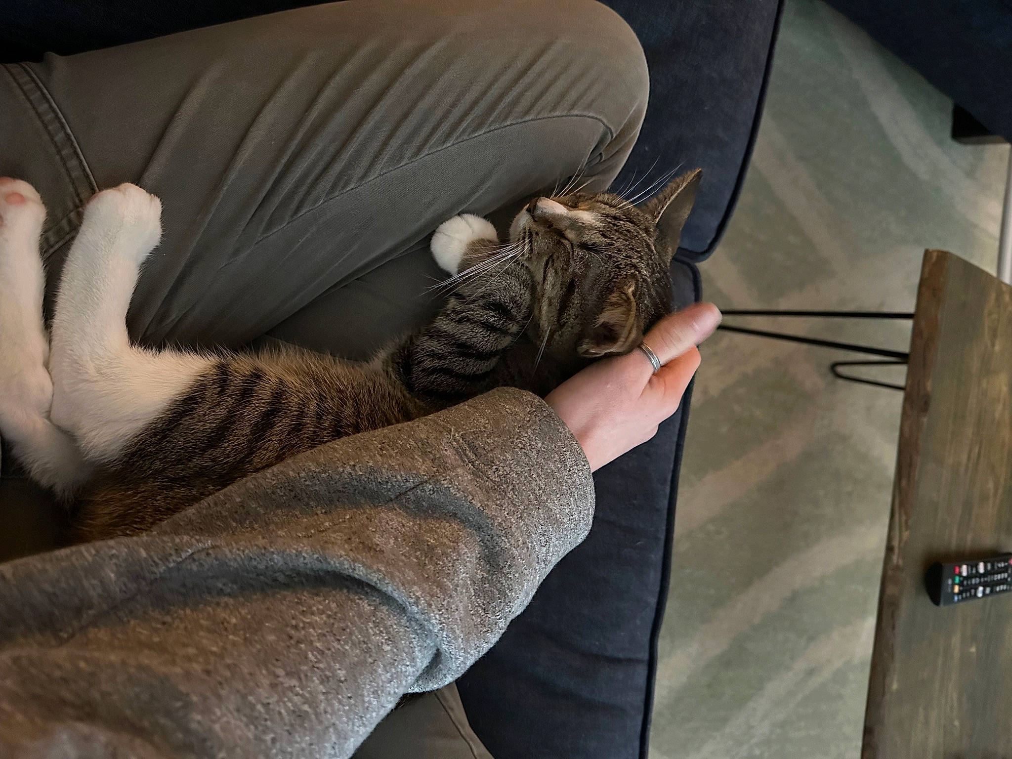 Bellatrix is registered to the contest to win money with this photo: carnivore, cat, comfort, domestic_short_haired_cat, felidae, finger, fur, grey, hand, hardwood, human_leg, lap, leg, linens, nail, small_to_medium_sized_cats, tail, thigh, whiskers, wood