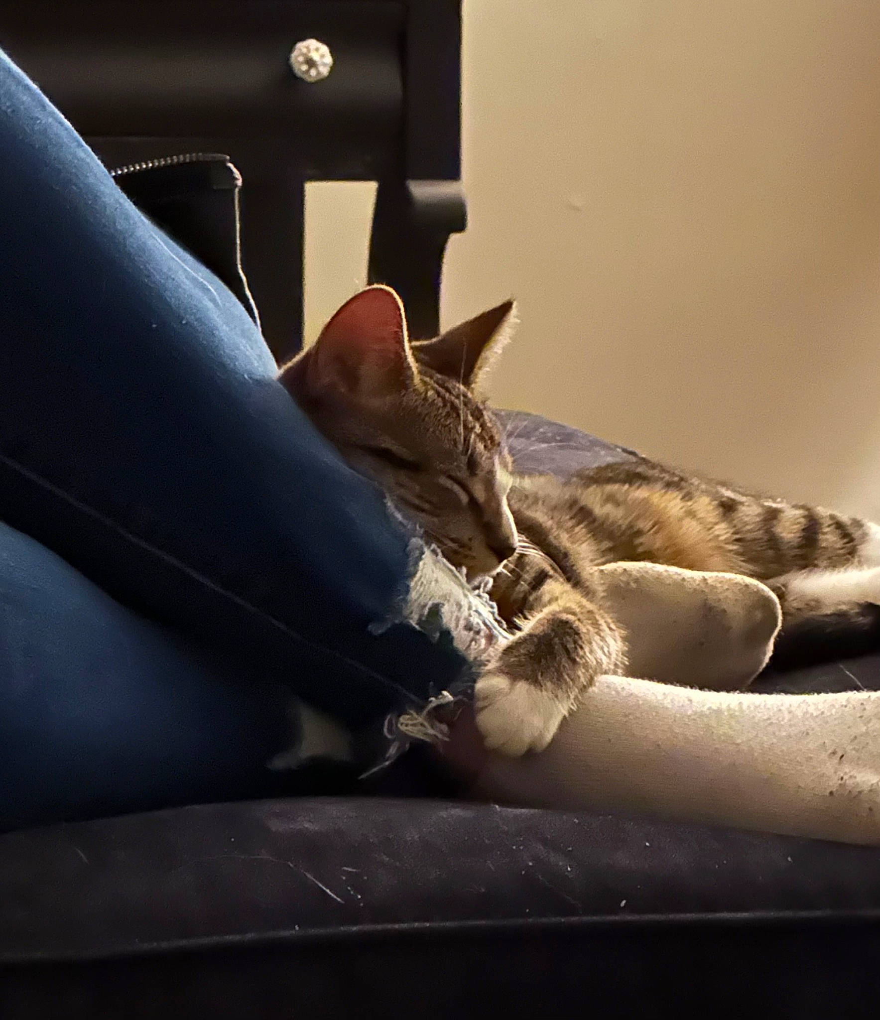 Bellatrix joined the competition — help win amazing prizes! carnivore, cat, comfort, couch, domestic_short_haired_cat, felidae, foot, fur, human_body, human_leg, metal, sitting, small_to_medium_sized_cats, tail, tints_and_shades, vehicle_door, whiskers, window, windshield, wood