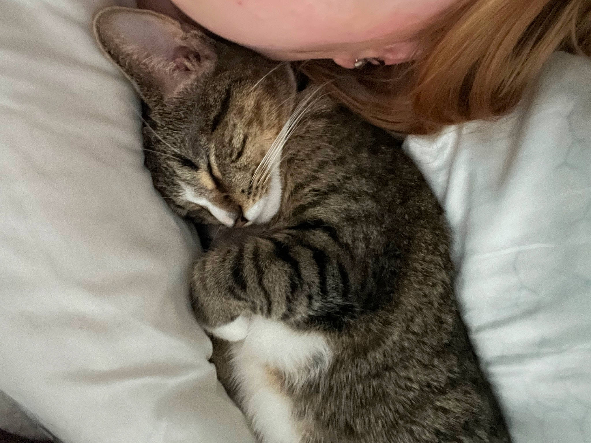 Bellatrix joined the competition — help win amazing prizes! carnivore, cat, claw, comfort, domestic_short_haired_cat, ear, felidae, fur, grey, paw, small_to_medium_sized_cats, snout, terrestrial_animal, whiskers