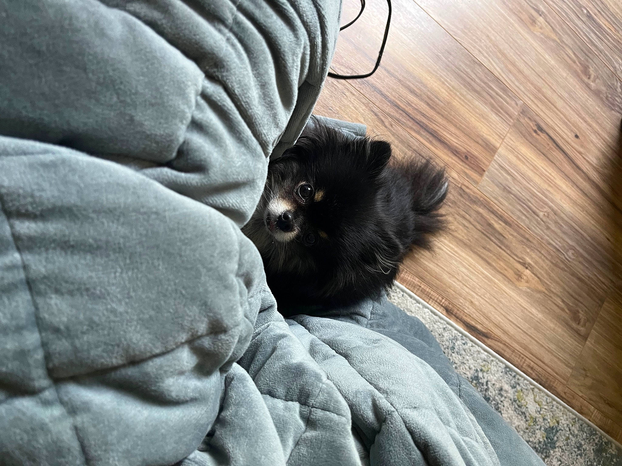 Gracie joined the competition — help win amazing prizes! carnivore, comfort, companion_dog, dog_breed, felidae, flooring, fur, grey, hardwood, human_leg, paw, plank, small_to_medium_sized_cats, tail, toy_dog, varnish, whiskers, wood, wood_flooring, wood_stain