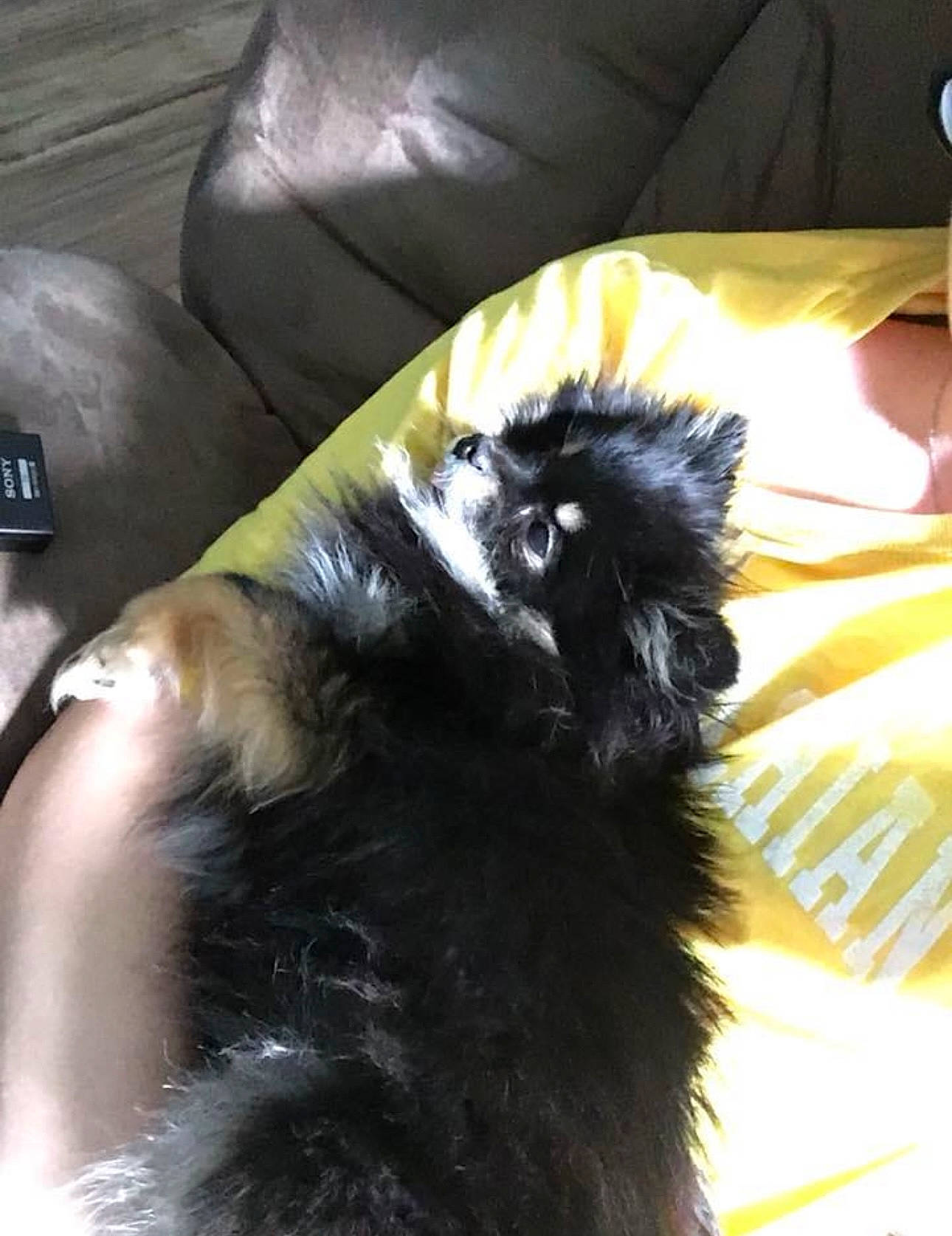 Gracie is registered to the contest to win money with this photo: black_cat, canidae, carnivore, claw, comfort, companion_dog, couch, dog, dog_breed, felidae, foot, fur, herding_dog, paw, small_to_medium_sized_cats, snout, sporting_group, tail, whiskers, working_animal