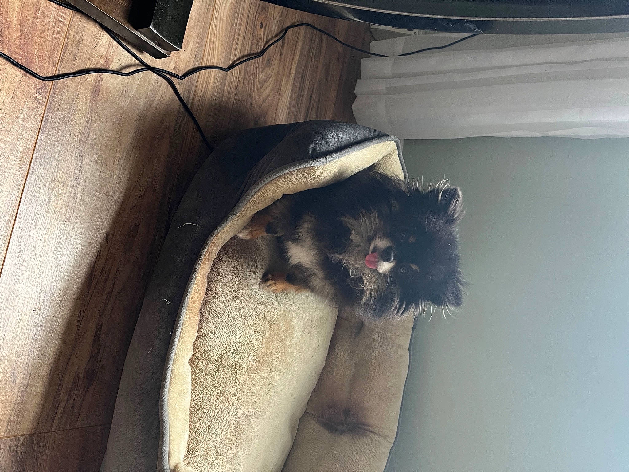 Gracie joined the competition — help win amazing prizes! car_seat, carnivore, comfort, dog_breed, dress, eyewear, fang, fawn, felidae, fur, glasses, human_leg, jaw, small_to_medium_sized_cats, snout, sporting_group, tail, vehicle_door, whiskers, window