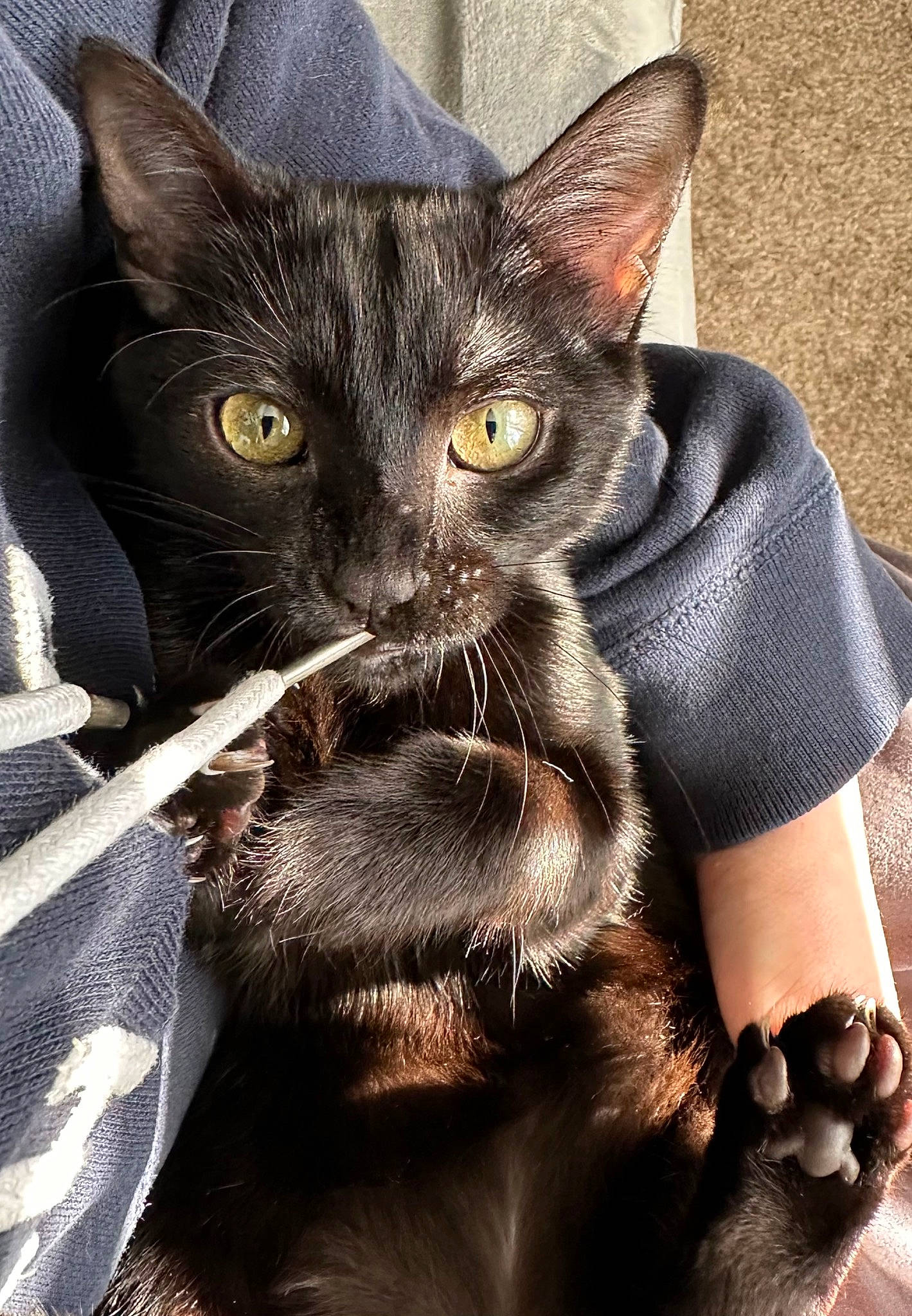 Zuri Salem is registered to the contest to win money with this photo: black_cat, bombay, carnivore, cat, claw, comfort, domestic_short_haired_cat, ear, electric_blue, eye, felidae, foot, fur, gesture, havana_brown, paw, small_to_medium_sized_cats, snout, terrestrial_animal, whiskers