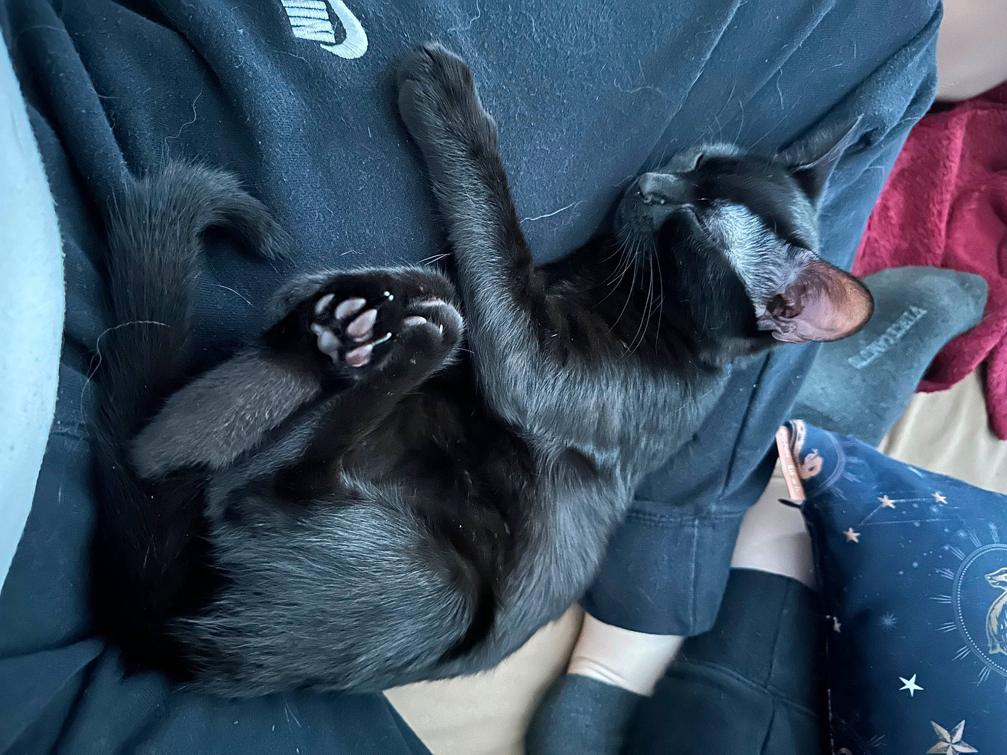 Zuri Salem joined the competition — help win amazing prizes! auto_part, automotive_exterior, bag, car_seat, carnivore, comfort, companion_dog, dog, dog_breed, electric_blue, fashion_accessory, fur, gesture, grey, human_leg, nail, paw, thigh, vehicle_door, working_animal