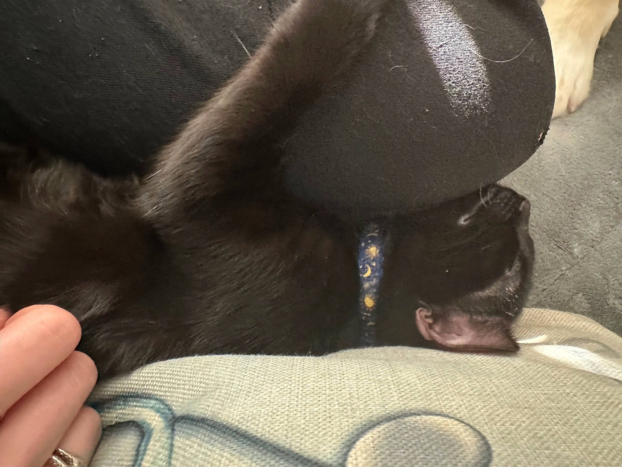 Zuri Salem is registered to the contest to win money with this photo: carnivore, claw, comfort, companion_dog, dog, dog_breed, foot, fur, gesture, human_leg, linens, nail, paw, selfie, snout, sporting_group, tail, thumb, toy_dog, whiskers