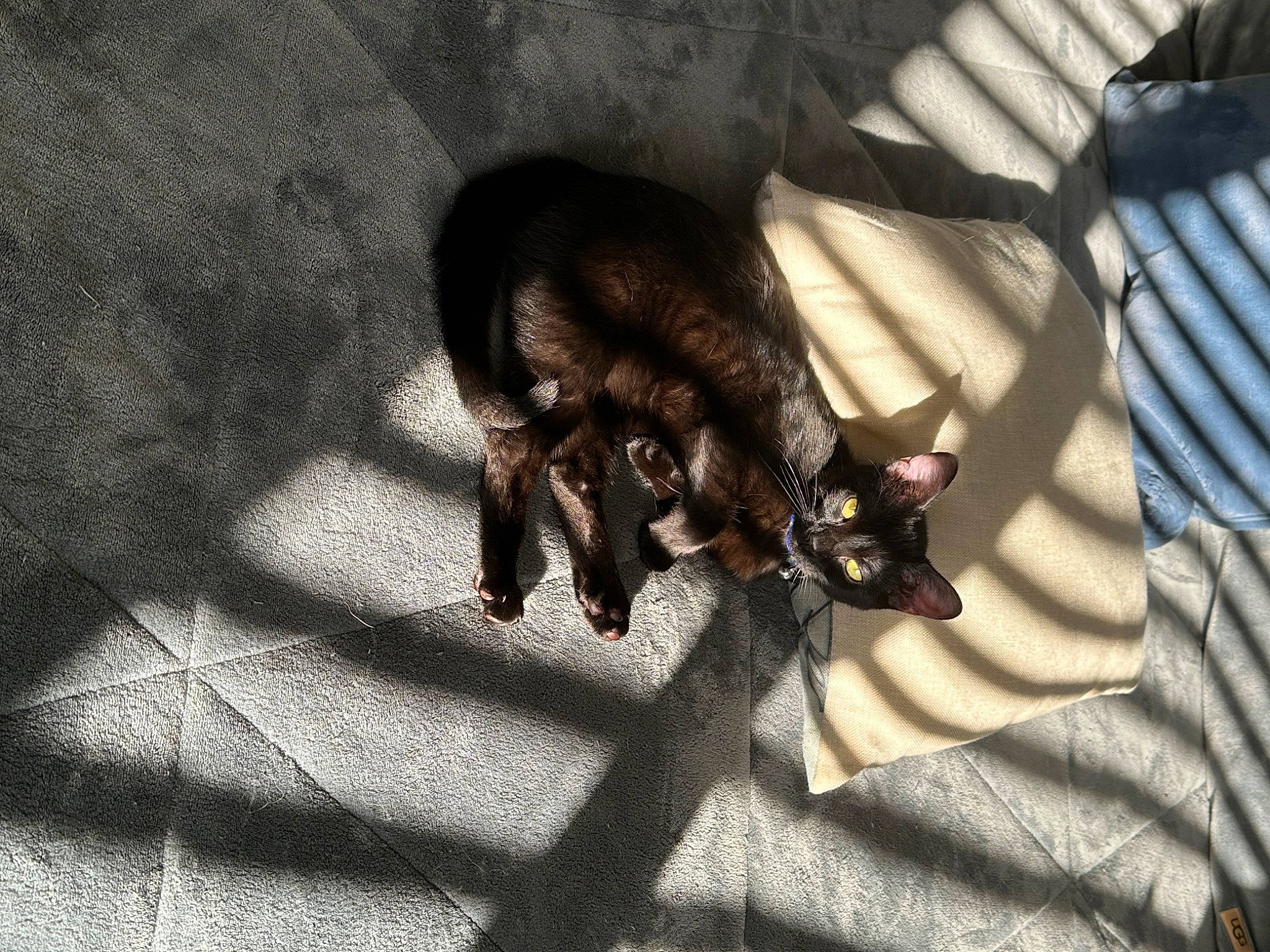 Zuri Salem joined the competition — help win amazing prizes! black_cat, canidae, carnivore, cat, claw, comfort, dog_breed, domestic_short_haired_cat, fawn, felidae, grey, human_leg, paw, small_to_medium_sized_cats, snout, sporting_group, tail, tints_and_shades, toy_dog, whiskers