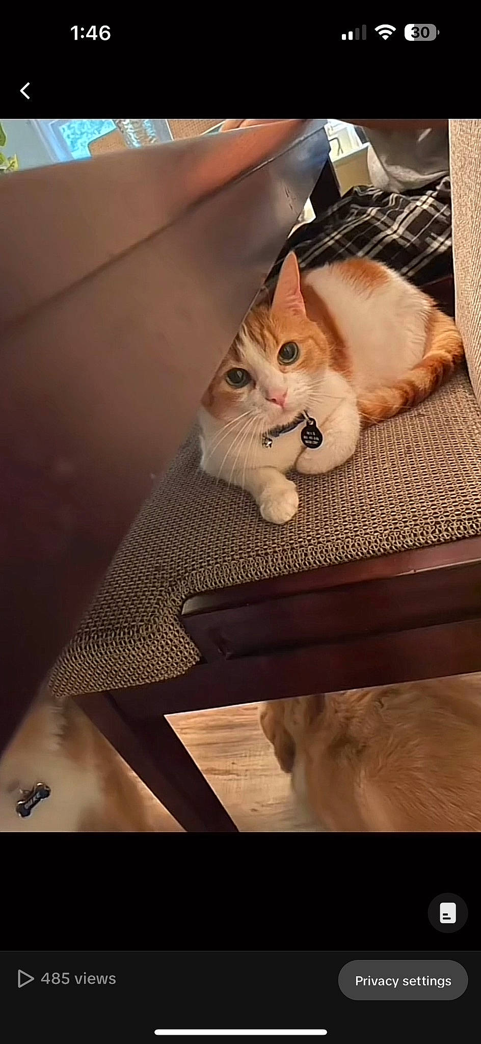 Max is registered to the contest to win money with this photo: bench, box, carnivore, cat, chair, comfort, couch, domestic_short_haired_cat, fawn, felidae, fur, hardwood, lap, rectangle, small_to_medium_sized_cats, tail, tints_and_shades, whiskers, window, wood