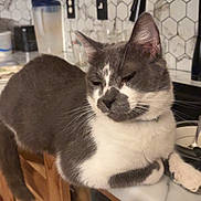 Squeakers joined the competition — help win amazing prizes! animal, cat, countertop, domestic, ears, face, feline, fur, gray_cat, household, indoor, kitchen, paws, pet, relaxed, resting, tile_backsplash, whiskers, white_cat, wooden_cabinet