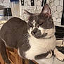 animal, cat, countertop, domestic, ears, face, feline, fur, gray_cat, household, indoor, kitchen, paws, pet, relaxed, resting, tile_backsplash, whiskers, white_cat, wooden_cabinet