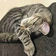 Athenea joined the competition — help win amazing prizes! cat, tabby, sleeping, paw, fur, pet, animal, cozy, cushion, resting, indoor, closeup, whiskers, ear, striped, soft, feline, cute, peaceful, relaxed