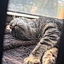 Athenea joined the competition — help win amazing prizes! cat, tabby, sleeping, relaxed, paw, fur, whiskers, nap, cozy, blanket, indoor, window, daylight, soft, stretched_out, pet, animal, feline, close_up, resting