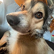 Asher joined the competition — help win amazing prizes! dog, close_up, pet, fur, brown_eyes, nose, bed, pillow, wooden_headboard, indoor, animal, portrait, canine, cute, relaxed, looking_away, whiskers, fluffy, domestic_animal, sleepy
