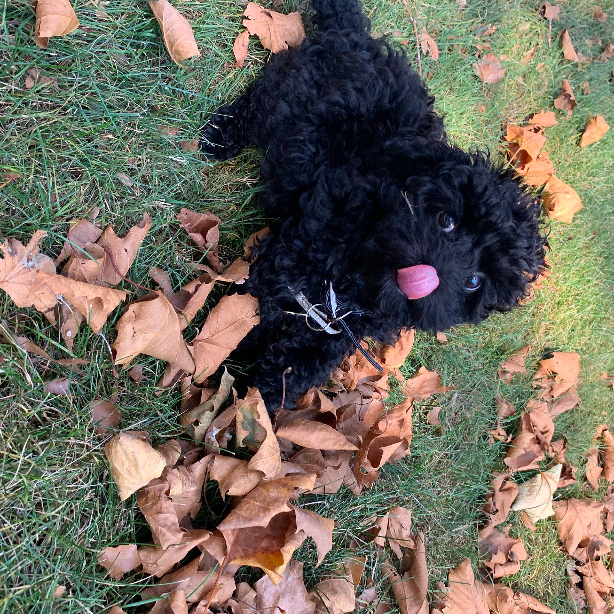 Zumie joined the competition — help win amazing prizes! barbet, bolonka, canidae, carnivore, cavapoo, cockapoo, companion_dog, dog, dog_breed, grass, labradoodle, lagotto_romagnolo, mammal, portuguese_water_dog, puppy, rare_breed_dog, schnoodle, spanish_water_dog, sporting_group, toy_poodle