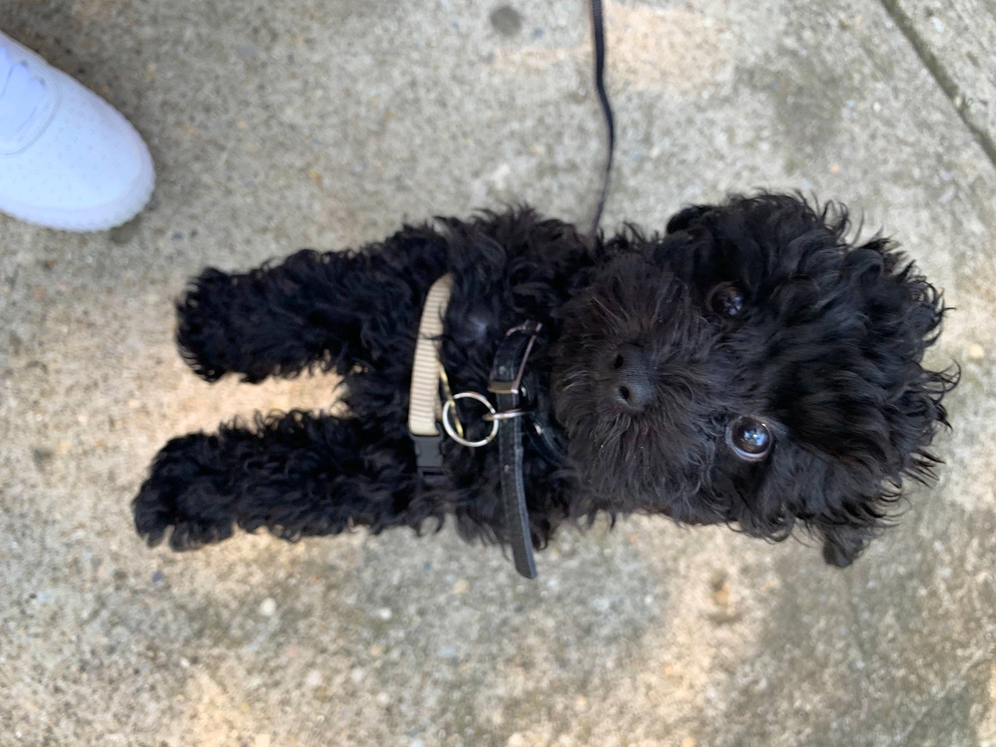 Zumie is registered to the contest to win money with this photo: barbet, bolonka, canidae, carnivore, cavapoo, cockapoo, dog, dog_breed, labradoodle, maltepoo, miniature_poodle, non_sporting_group, poodle_crossbreed, pumi, puppy, schnoodle, spanish_water_dog, sporting_group, terrier, toy_poodle