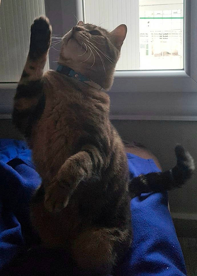 Moustique a rejoint le concours — aidez-le/la à gagner de superbes lots ! black_cat, carnivore, cat, comfort, domestic_short_haired_cat, ear, electric_blue, felidae, fur, gesture, grey, human_leg, nap, paw, sitting, small_to_medium_sized_cats, snout, tail, whiskers, window