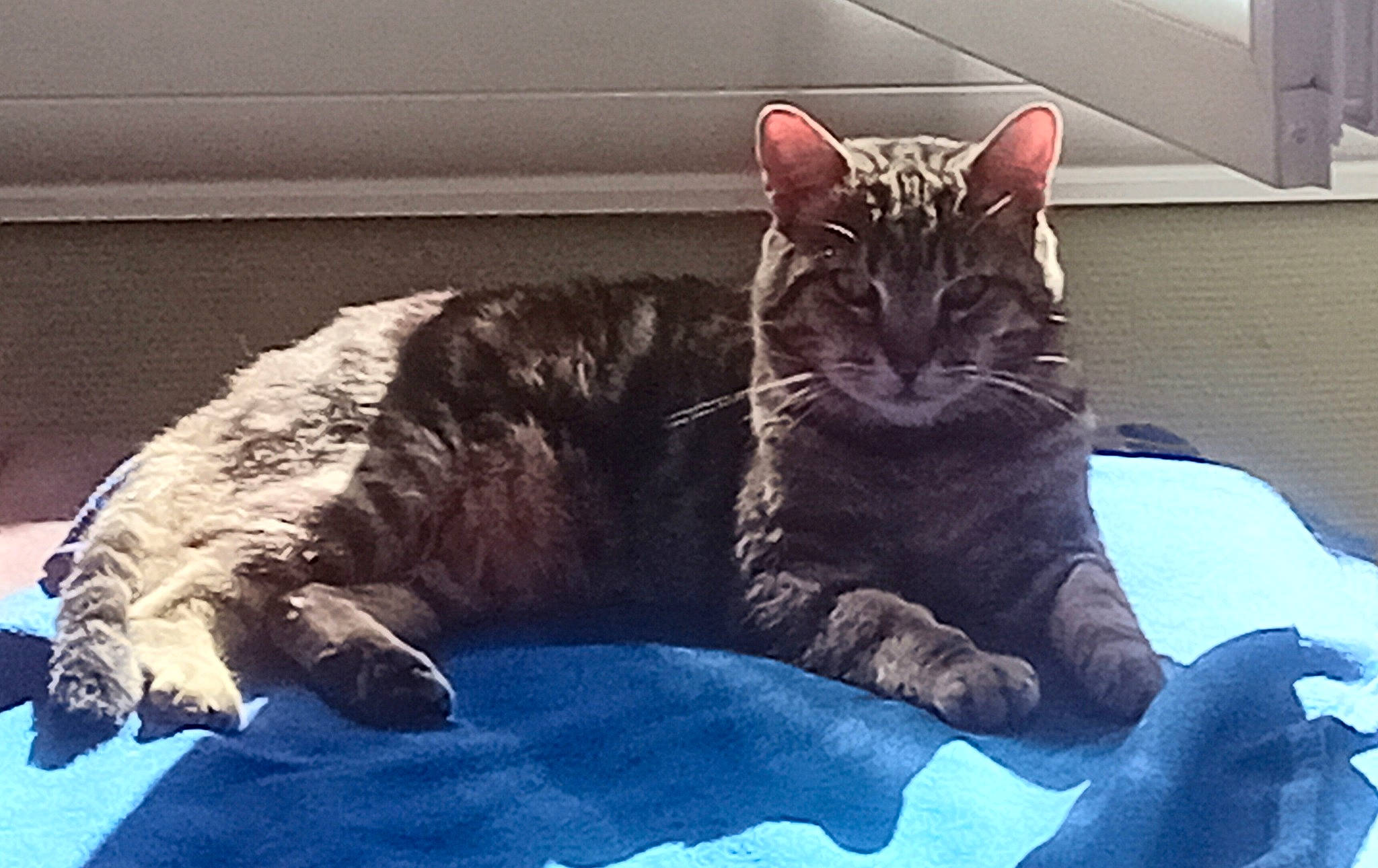 Moustique a rejoint le concours — aidez-le/la à gagner de superbes lots ! carnivore, cat, claw, comfort, domestic_short_haired_cat, felidae, foot, fur, human_leg, lap, mammal, metal, nap, paw, sitting, small_to_medium_sized_cats, snout, square, tail, whiskers