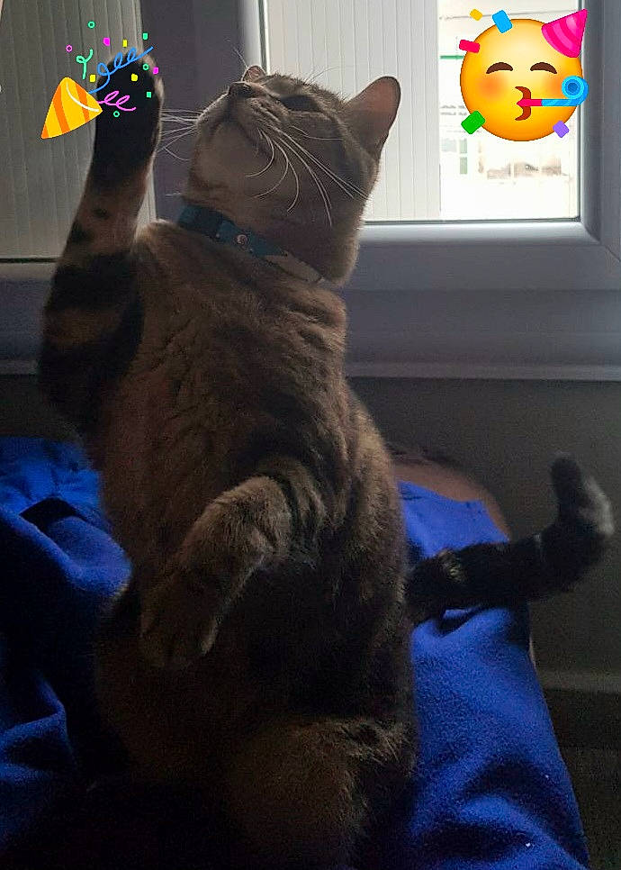 Moustique a rejoint le concours — aidez-le/la à gagner de superbes lots ! bed, black_cat, blue, carnivore, cat, comfort, domestic_short_haired_cat, ear, electric_blue, felidae, fur, grey, mammal, paw, sitting, small_to_medium_sized_cats, tail, vertebrate, whiskers, window