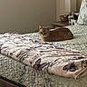 cat, bed, blanket, butterfly, orange_cat, indoor, furniture, lamp, nightstand, quilt, resting, pet, cozy, sleepy, home, domestic, animal, relaxed, quiet, soft_light
