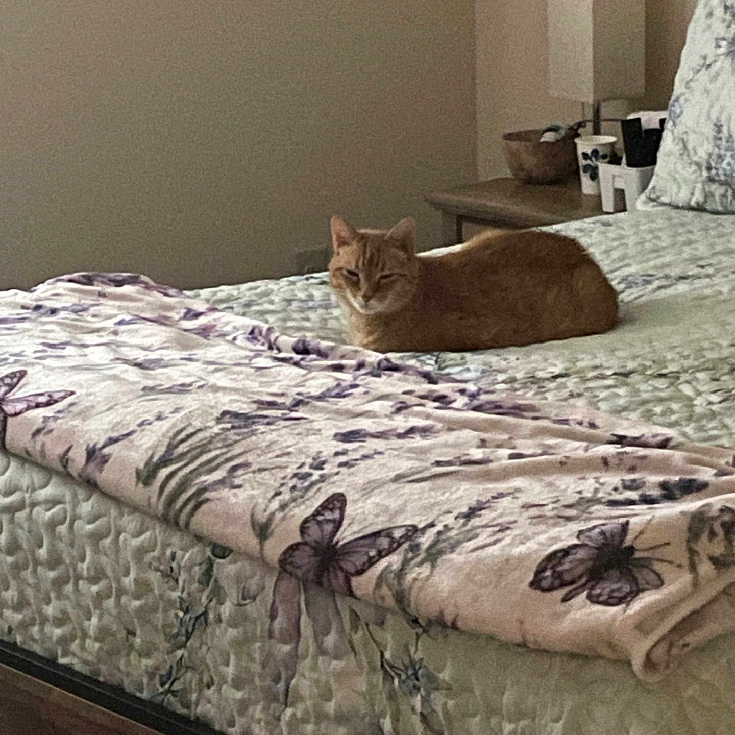 Micah