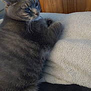 Riley is registered to the contest to win money with this photo: cat, gray_cat, tabby, feline, pet, indoor, blanket, soft_texture, wood_furniture, relaxed, fur, whiskers, animal, domestic_animal, cute, mammal, resting, cozy, close_up, side_view